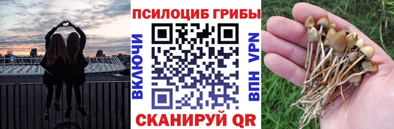 omg tor  Ветлуга  Псилоцибиновые грибы Psilocybine cubensis  как найти наркотики 